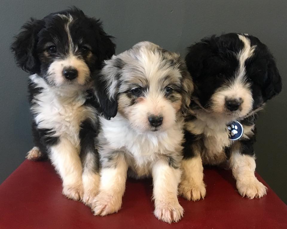 Sale in aussiedoodle mini mn for puppies Mini Aussiedoodle