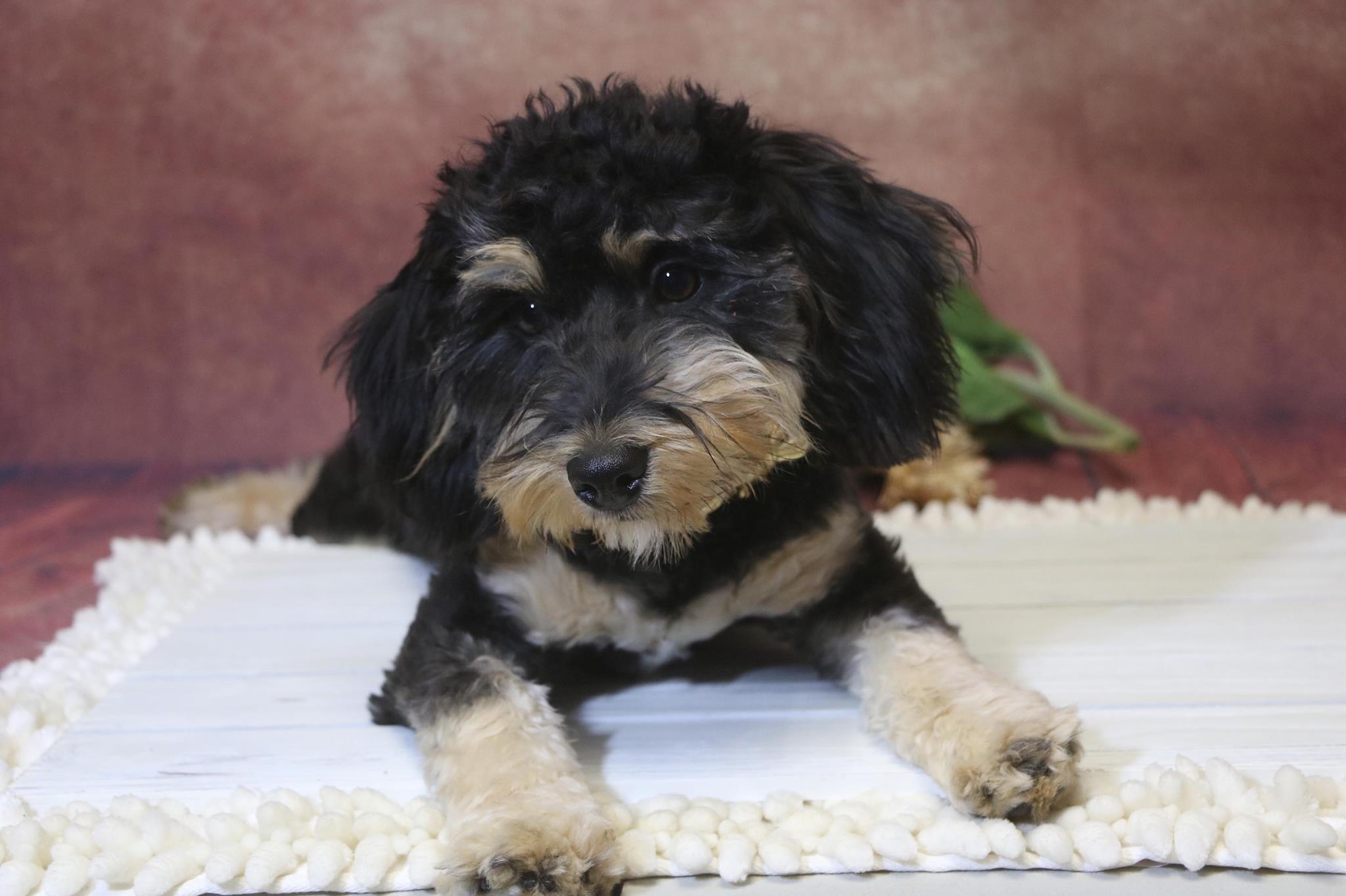 Bernedoodle Puppies - HOPE HILL DOODLES