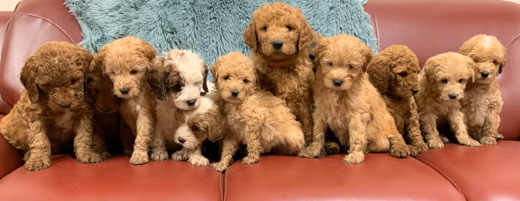 medium red goldendoodle