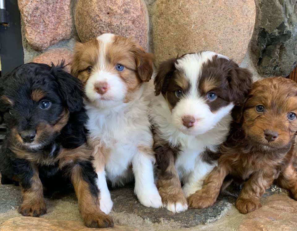 aussiedoodle breeders near me